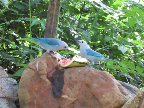 Blue-Grey Tanagers
