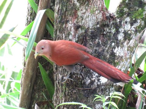 Squirrel Cuckoo
