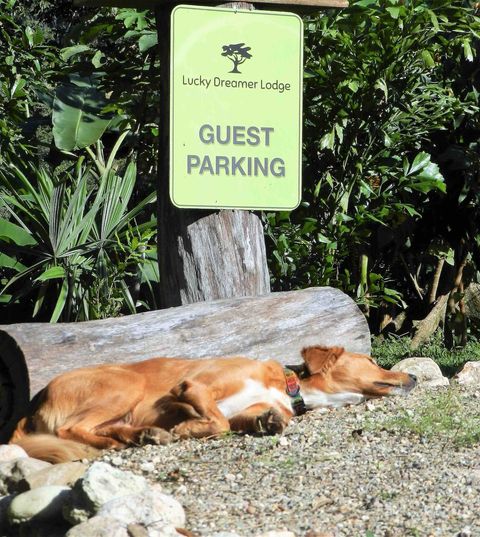 Milo, hanging out to greet the next arriving guests!