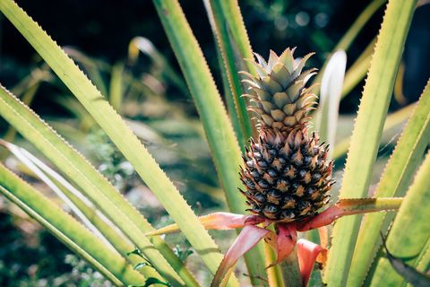 We have dozens of pineapples growing on the property - that we planted from the top of pineapples we've eaten!
