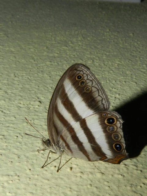 One of several butterflies on our property.