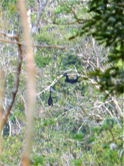 Howler monkeys directly across the river from our property.