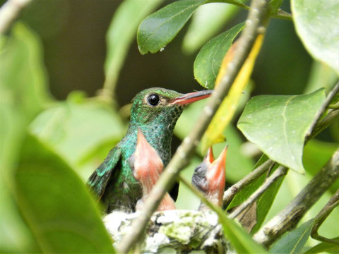 Same hummingbird with her nest of two babies ~ on our property. Over 90 bird species have been sited on our property.  Check out Lucky Dreamer Lodge on eBird for more info