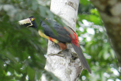 Yet another Aracari ~ on our property. Over 90 bird species have been sited on our property.  Check out Lucky Dreamer Lodge on eBird for more info