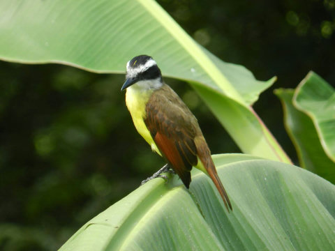 Social flycatcher - one of the most common birds on our property. Over 90 bird species have been sited on our property.  Check out Lucky Dreamer Lodge on eBird for more info