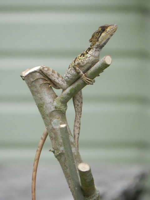 Jesus Christ Lizard (common basilisk)  ~ on our property.