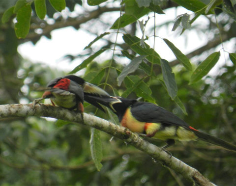 Mom/Dad feeding baby Aracari ~ on our property. Over 90 bird species have been sited on our property.  Check out Lucky Dreamer Lodge on eBird for more info