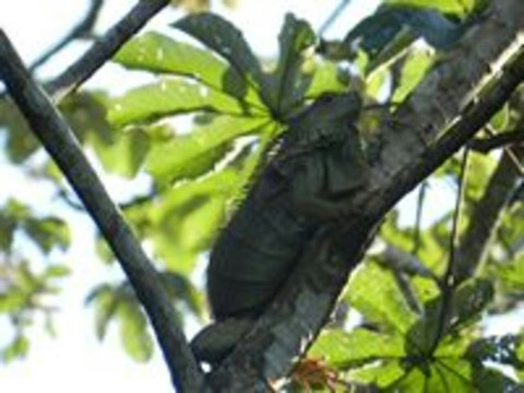 Adult iguana ~ on our property.