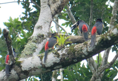 A group of Aracari ~ on our property. Over 90 bird species have been sited on our property.  Check out Lucky Dreamer Lodge on eBird for more info