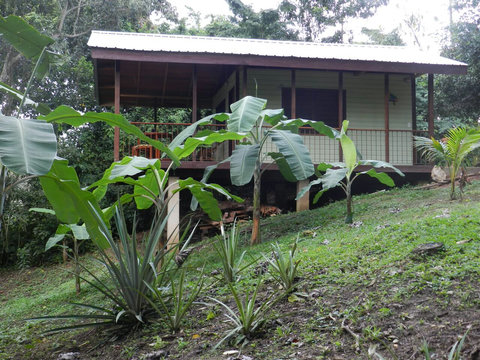 Pineapple patch and banana trees.