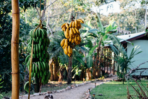 The reason for the Banana Bungalow name!  We have two types of bananas growing on the property.  Our guests are welcome to eat any of our 'edible landscape.'