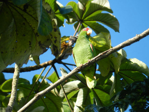 Another parrot ~ on our property. Over 90 bird species have been sited on our property.  Check out Lucky Dreamer Lodge on eBird for more info