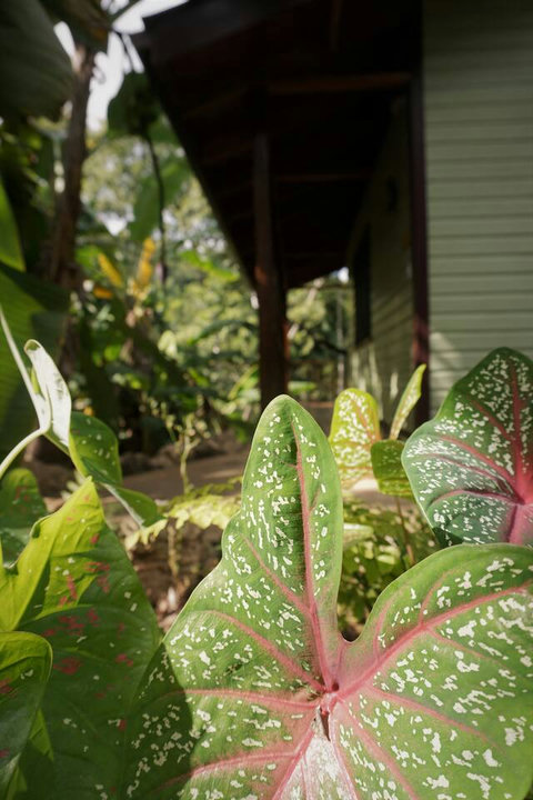 Natural landscaping leading to the Banana Bungalow
