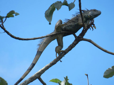 Adult iguana ~ on our property.