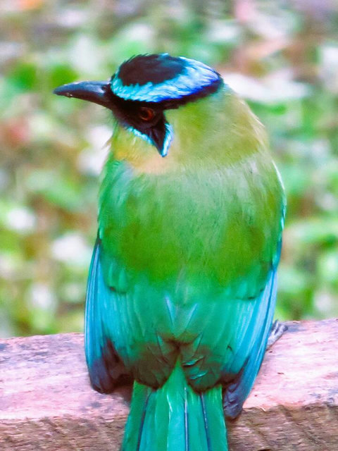 Close-up of Mot-Mot. Over 90 bird species have been sited on our property.  Check out Lucky Dreamer Lodge on eBird for more info