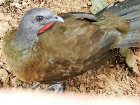 A Chakalaka ~ on our property. Over 90 bird species have been sited on our property.  Check out Lucky Dreamer Lodge on eBird for more info
