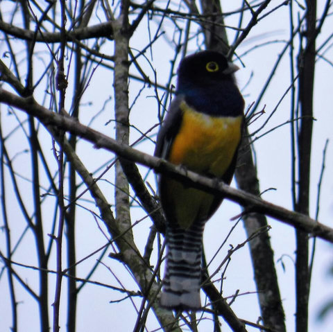 One of the many varieties of Trogans that visit our property. Over 90 bird species have been sited on our property.  Check out Lucky Dreamer Lodge on eBird for more info