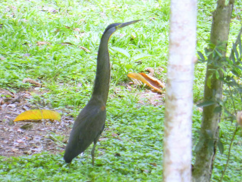 A type of heron (I believe) strutting around our property. Over 90 bird species have been sited on our property.  Check out Lucky Dreamer Lodge on eBird for more info