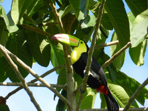 Toucan ~ on our property. Over 90 bird species have been sited on our property.  Check out Lucky Dreamer Lodge on eBird for more info