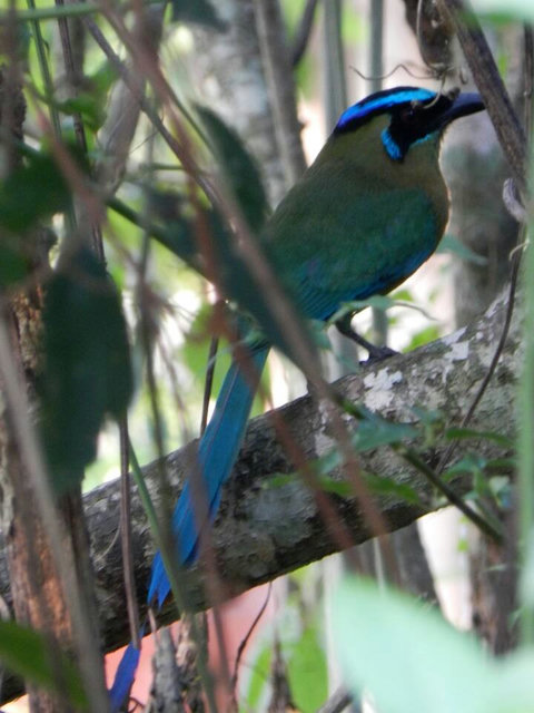 Gorgeous Mot-Mot.... daily visitor year-round! Over 90 bird species have been sited on our property.  Check out Lucky Dreamer Lodge on eBird for more info