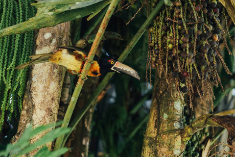 Aracari on our property.  One of the dozens of varieties of birds that frequent our lodge.
