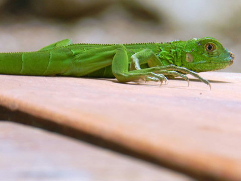 Baby Iguana ~ on our property.