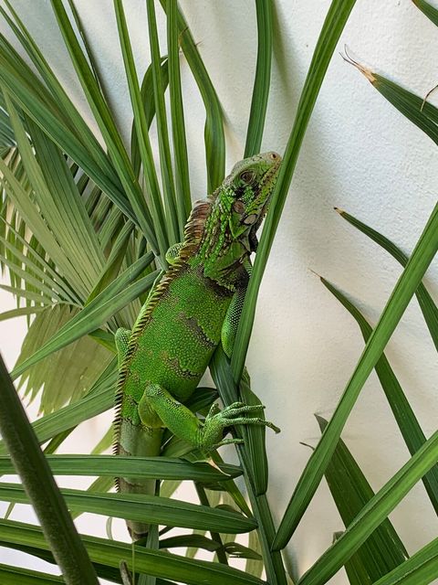 The Iguana that loves to visit