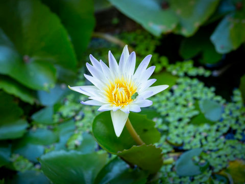 Tropical garden pond with white lotus flower - Villa Soluna 5-bedroom luxury hillside retreat southern Koh Samui