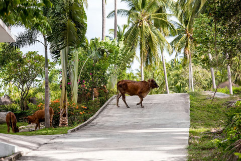 Tropical Hillside Setting with Natural Surroundings - Villa Love Koh Samui