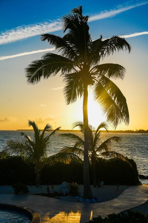 Palmtree sunset