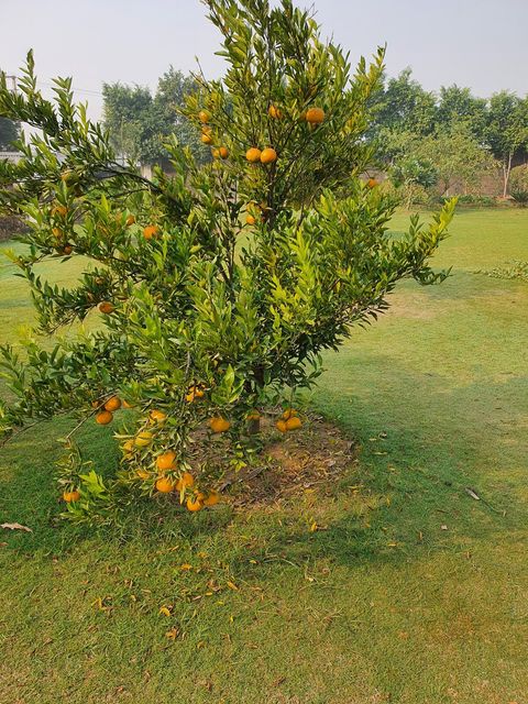 Laden Limb Landscape