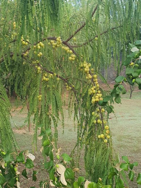 Ripe Fruitage Forest