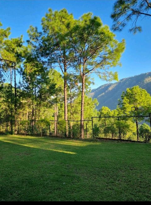 Inviting expanse of vibrant greenery