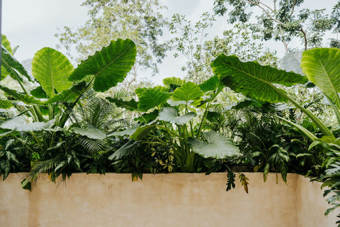 Vibrant, lush garden