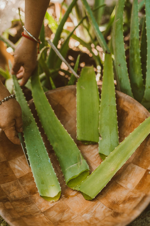Fresh aloe is harvested by hand, capturing the garden’s cooling essence for your skin.
