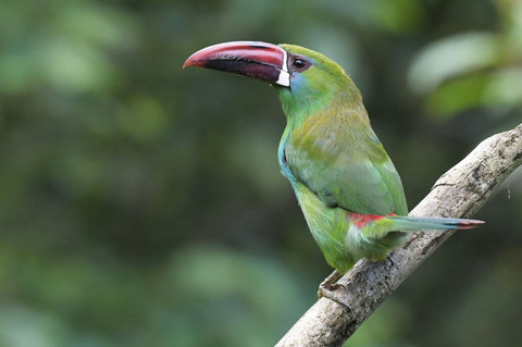 BIRD WATCHING -  Immerse yourself in a lush oasis where vibrant colors come to life! Our serene retreat offers harmonious vibes and natural lighting, perfect for birdwatchers and nature lovers alike. 🌿🕊️