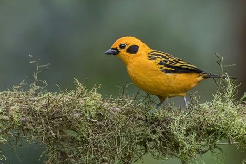 BIRD WATCHING -Immerse yourself in the natural glow of our cozy retreat, where the gentle embrace of nature meets modern amenities. Unwind as vibrant birdlife welcomes you to a serene getaway like no other.