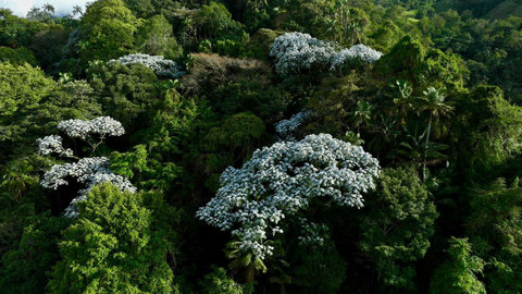 FOREST - 🌿 Escape to your own tropical paradise, where lush greenery and vibrant floral canopies envelop you in nature's embrace. Perfectly secluded, this stunning retreat offers the ultimate peace and tranquility for your getaway. Let the serene surround
