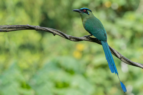 BIRD WATCHING -  Immerse yourself in a serene oasis where vibrant wildlife becomes your daily backdrop. Enjoy the natural beauty from a cozy, inviting retreat that blends luxury and tranquility seamlessly. Your adventure begins here.