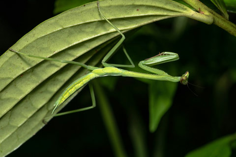 WILDLIFE SIGHTING IN THE FOREST -  Immerse yourself in nature's tranquility! Our serene retreat offers an enchanting escape, where the gentle embrace of green surrounds you, creating a haven of peace. Enjoy modern amenities amidst the lush, leafy backdrop