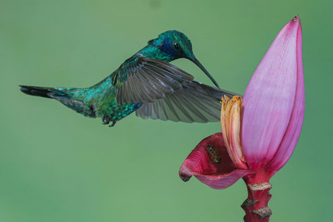 BIRD WATCHING - Escape to a tranquil haven where nature's beauty graces your doorstep. Let the vibrant hues and serene surroundings inspire your perfect getaway. 🌿✨ #NatureRetreat #FlyAwayToPeace