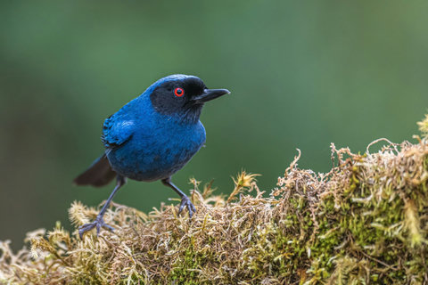 BIRD WATCHING -Escape to nature's wonderland, where vibrant colors fill the air and serenity meets luxury. Let the soothing ambiance and breathtaking views redefine your getaway.