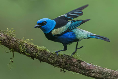 BIRD WATCHING - Discover bliss in nature's embrace with our tranquil retreat. Bathed in soft, natural light, this sanctuary offers serene vibes and modern amenities. Perfect for unwinding amidst the beauty around you.