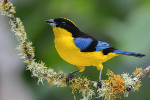 BIRD WATCHING - Soar into serenity at this birdwatcher’s paradise! Enjoy the soft, natural lighting and lush surroundings, where vibrant wildlife adds the perfect touch to your tranquil getaway.