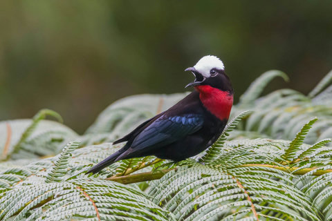 BIRD WATCHING - Immerse yourself in nature’s symphony at our cozy retreat. Wake up to the vibrant hues and soothing melodies of the forest. Let the serenity of this sanctuary be your escape to tranquility.