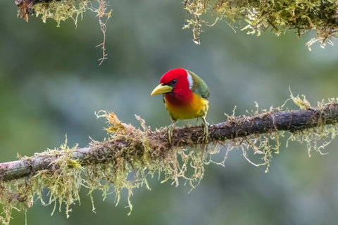 BIRD WATCHING - Immerse yourself in nature’s vibrant palette with this serene sanctuary, where the lush backdrop and natural lighting create a tranquil haven. Enjoy morning coffee on your private terrace as the local wildlife becomes your daily entertainm