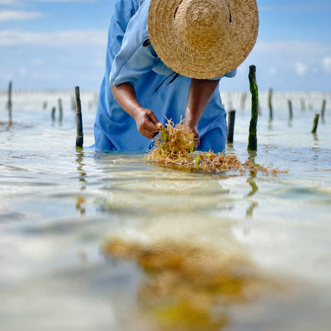 Seaweed Center Tour Discover the journey of Zanzibar seaweed, from ocean harvest to organic cosmetics, guided by the inspiring Mwani Mamas.