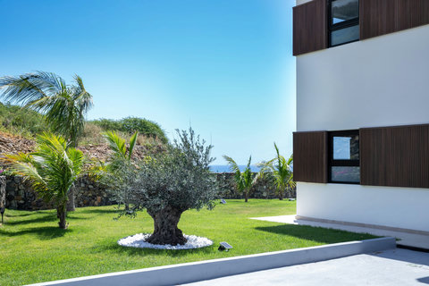 Olive Tree and Landscaping