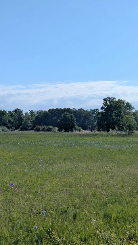 Irisblüte im Naturschutzgebiet Eriskircher Ried