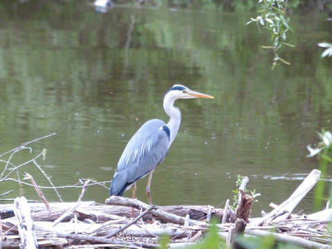 Unberührte Natur im Eriskircher Ried... Einem der größten Naturschutzgebiete am Bodensee.